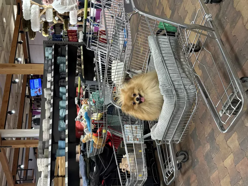 Pomeriaan te koop - afbeelding 4