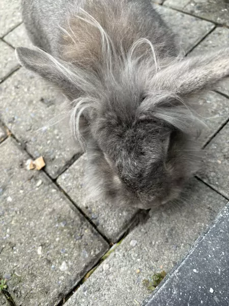 Konijn - afbeelding 4