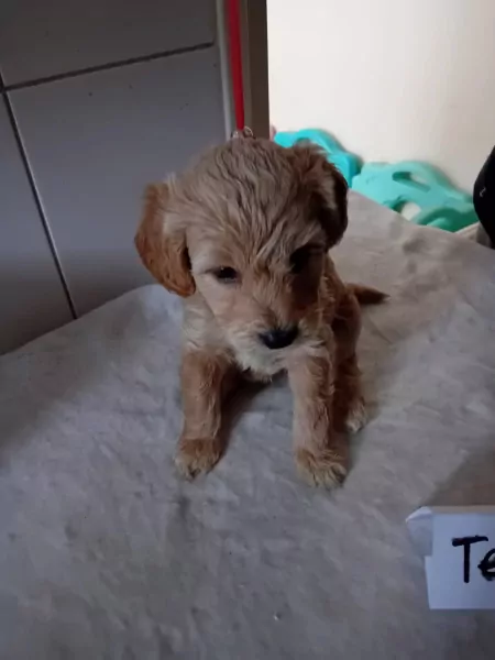 labradoodles - afbeelding 6