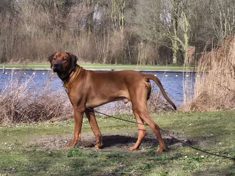 Nieuw thuis voor onze mooie Rody - afbeelding 5