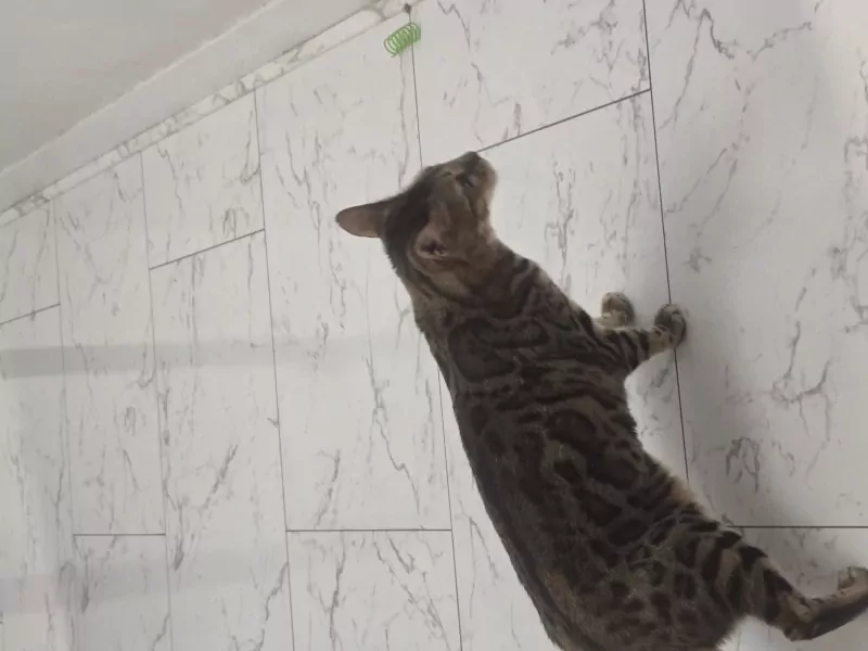 5 jarig bengaals poes zoekt nieuwe huisje - afbeelding 3
