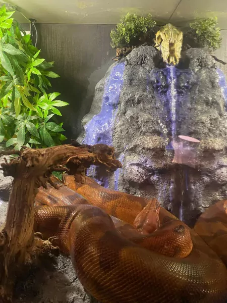 Boa constrictor Salmon Hypo Vrouw - afbeelding 3