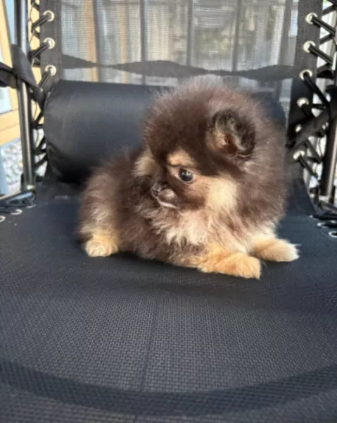 Pomeranian puppy te koop - afbeelding 3