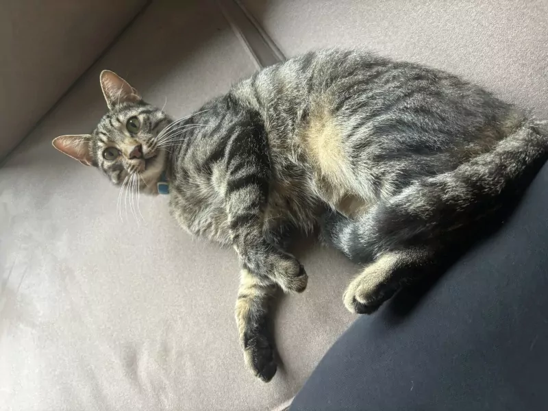 Ideale knuffel kat zoekt baasje - afbeelding 3
