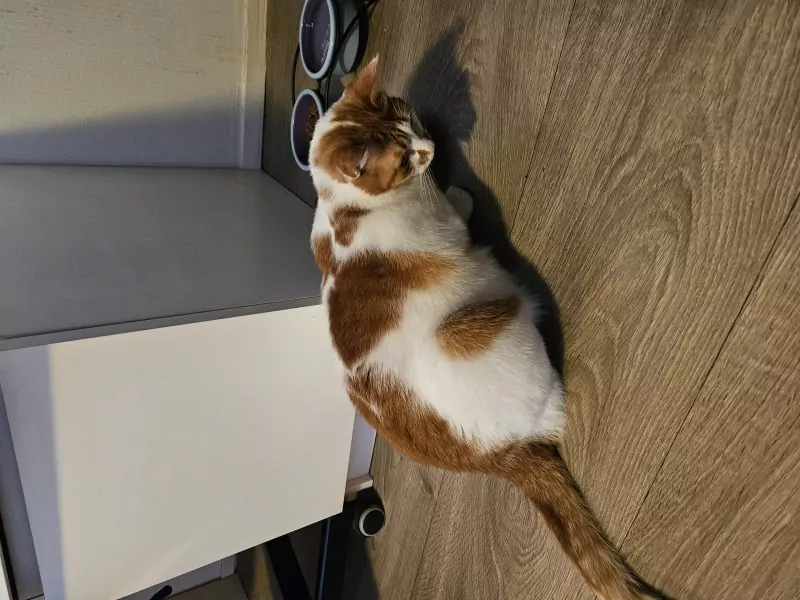 Simba zoekt lieve baasje - afbeelding 5