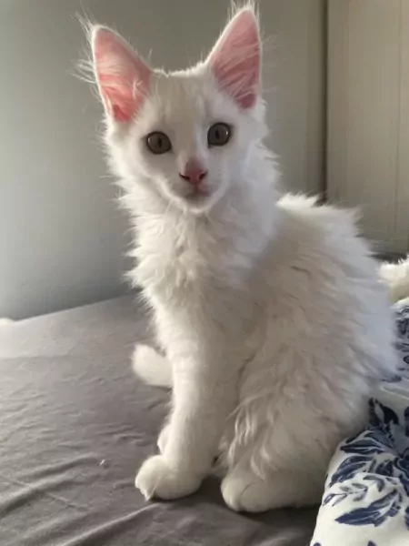 2 Maine Coon x Britse korthaar katerkittens samen thuis - afbeelding 3