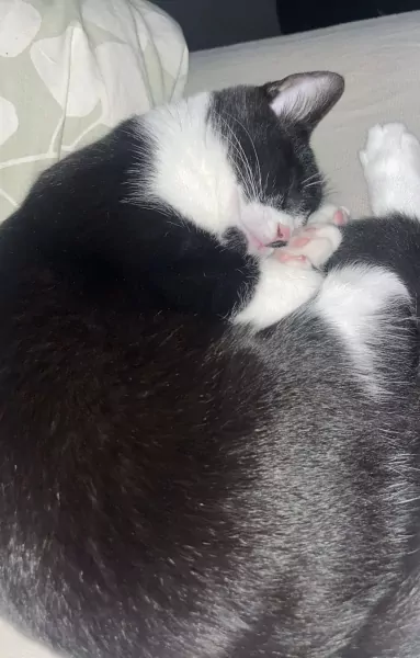 Halve britse korthaar van 8 maanden - afbeelding 6