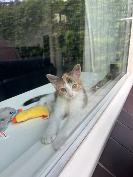 Lieve poes Mia zoekt een nieuw huisje - afbeelding 1