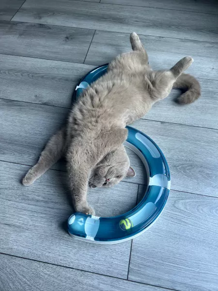 Nieuw huisje gezocht voor onze Brits Korthaar Lilo - afbeelding 6