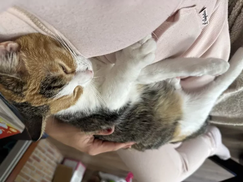 Lieve poes Mia zoekt een nieuw huisje - afbeelding 5