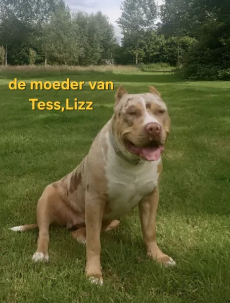American Bully XL - afbeelding 4