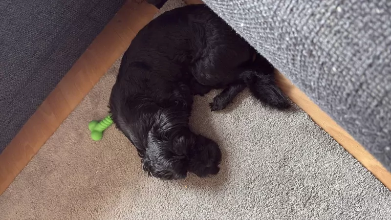 Boomer reutje - afbeelding 2