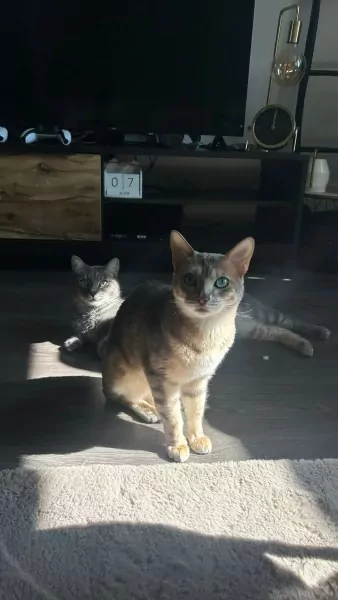 Chico bengaal - afbeelding 1 Chico bengaal - afbeelding 1