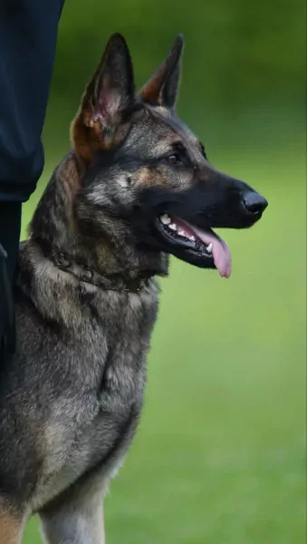 🩷 Duitse herder pup met fci stamboom - afbeelding 5