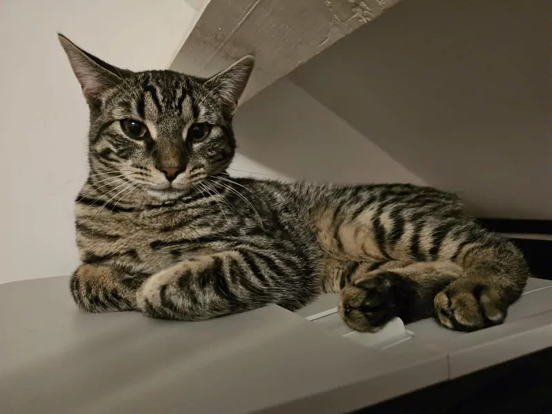 2 bijna 1jarige kittens te koop - afbeelding 6