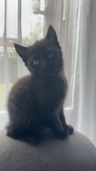 Britsche korthaar kittens te koop - afbeelding 4