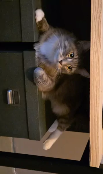 Maine coon/Ragdoll - afbeelding 2