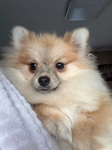 Pomeriaan te koop - afbeelding 3