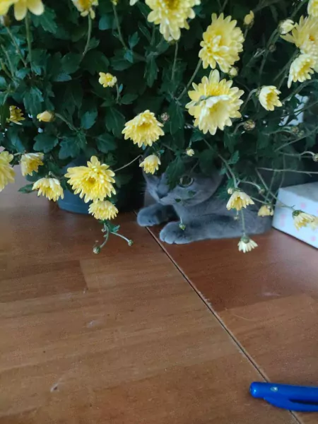 2 british shorthair katten - afbeelding 5
