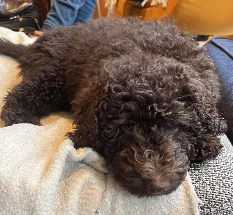 Labradoodle pup te koop - afbeelding 4