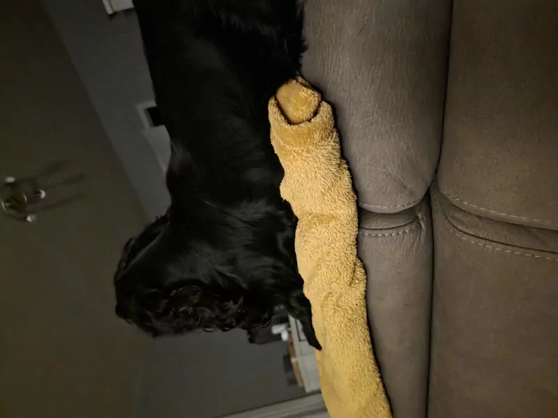 Zwarte cocker spaniel - afbeelding 2