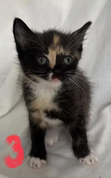 4 lieve mooie dames kittens - afbeelding 4