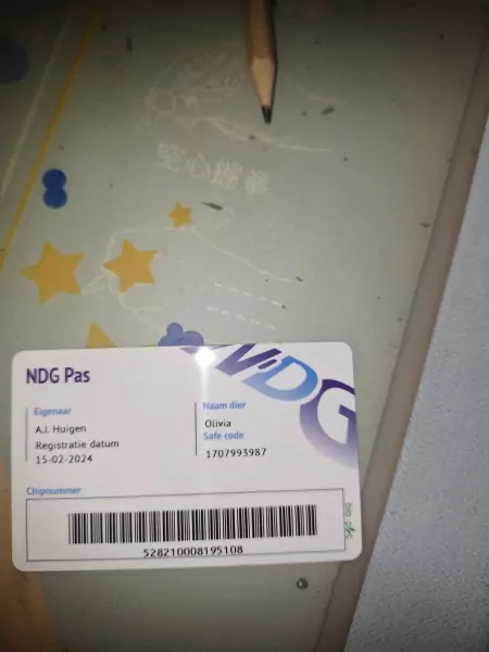 europese kortharige poes - afbeelding 6