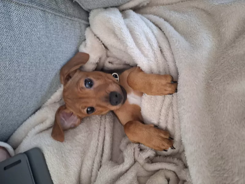 Lieve Jack Russell puppy van 4 maand. - afbeelding 5