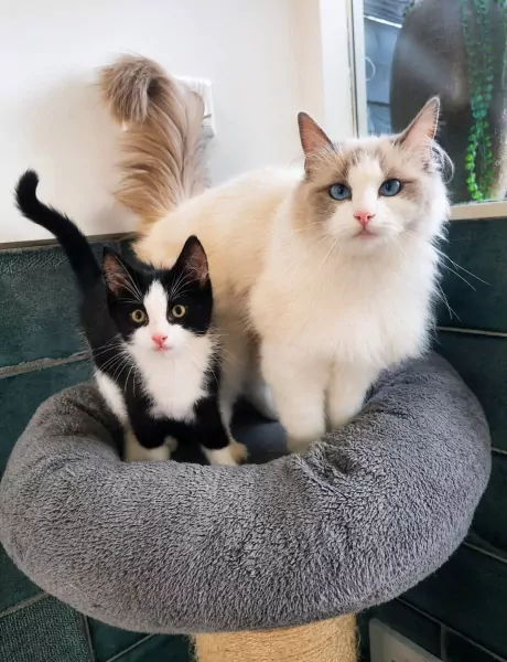 Ragdoll katertjes - afbeelding 4