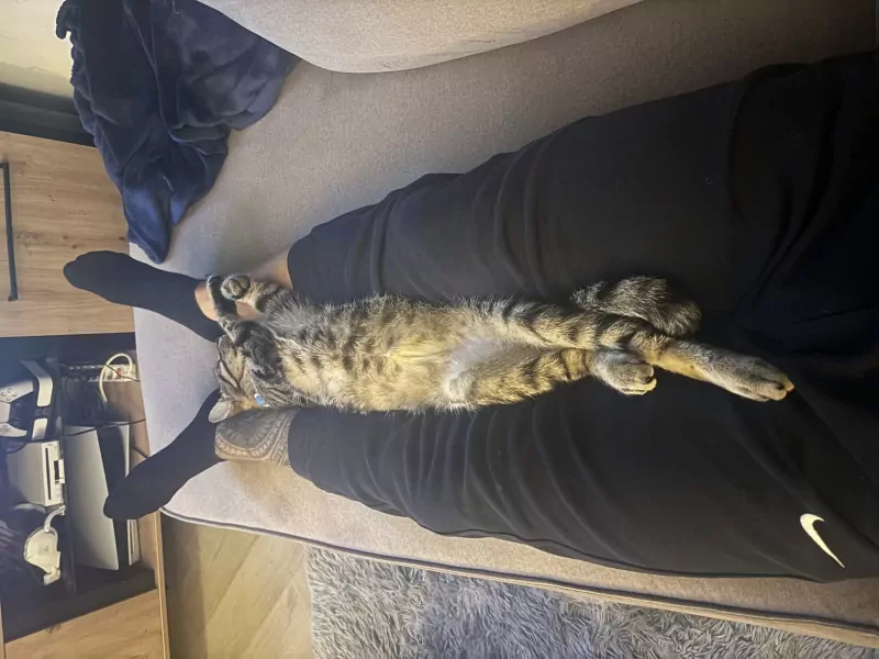 Ideale knuffel kat zoekt baasje - afbeelding 5