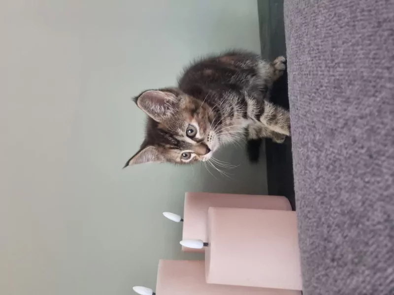 Maine coon kruising - afbeelding 2
