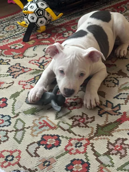 Amerikaanse Stafford Pup - afbeelding 4