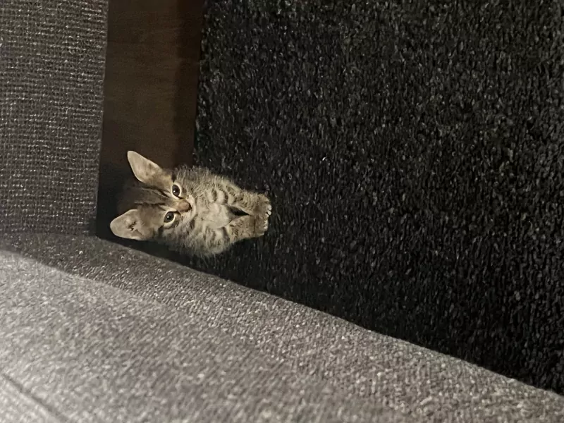 Kittens zoeken een goed huisje - afbeelding 2