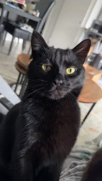 Lieve kater zoekt nieuw thuis - afbeelding 3