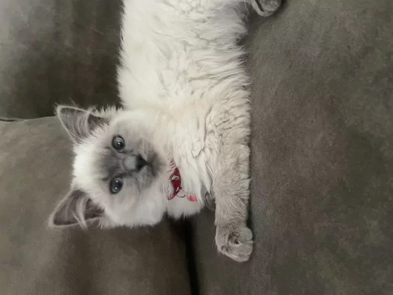 Ik zoek nieuw plekje voor mijn katje - afbeelding 3