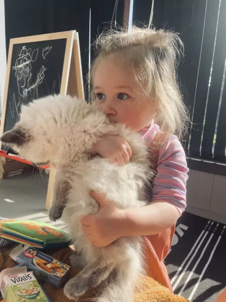 Ik zoek nieuw plekje voor mijn katje - afbeelding 2