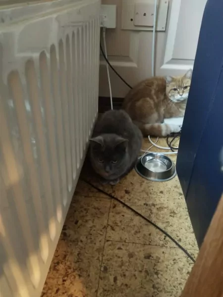 Twee lieve katten samen of apart zoekend naar thuis - afbeelding 6