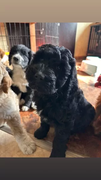 Bernerdoodle pup 6 maanden oud zoekt baasje - afbeelding 4