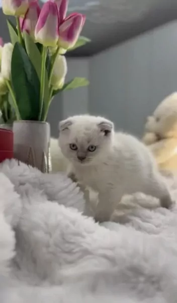 Exclusieve Bluepoint Scottish - afbeelding 3