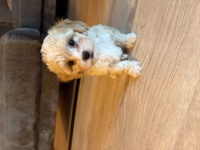 Maltipoo pup - afbeelding 4