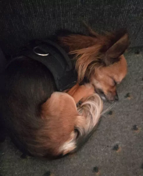 Chihuahua teefje 4 jaar - afbeelding 2 Chihuahua teefje 4 jaar - afbeelding 2