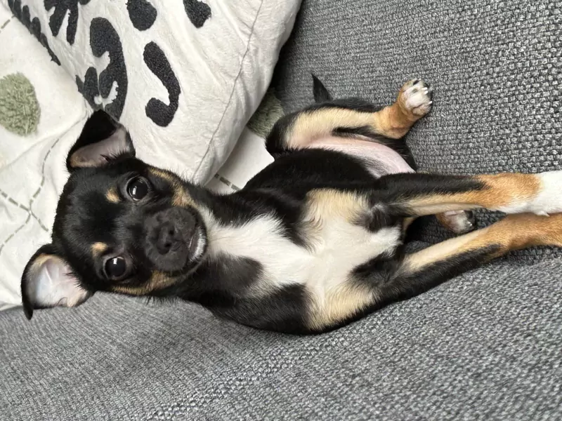 Hond verkopen chihuahua /dwergpincher - afbeelding 5