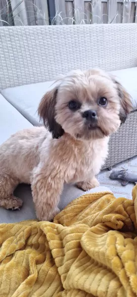 Shih Tzu pup Coco zoekt liefdevol huisje - afbeelding 4