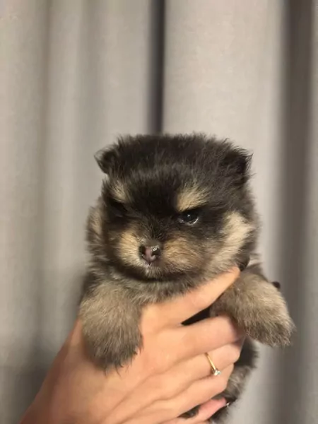 Pomeriaan pups te koop - afbeelding 1