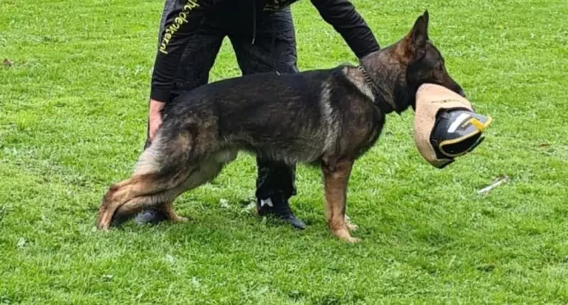 🩷 Duitse herder pup met fci stamboom - afbeelding 6