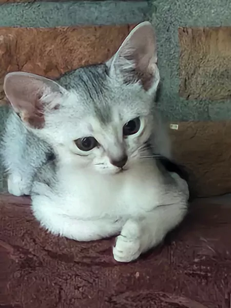 Zwart zilver kittens - afbeelding 1