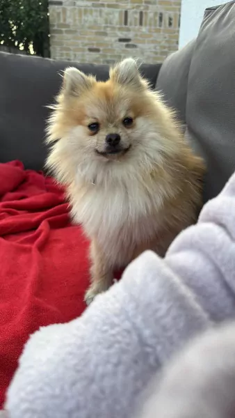 Pomeriaan te koop - afbeelding 2