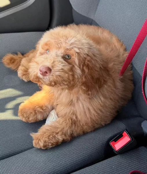 Lieve en leergierige pup Mootje zoekt een liefdevol thuis - afbeelding 2