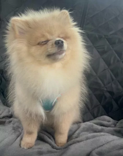 Pomeriaan pup - afbeelding 3