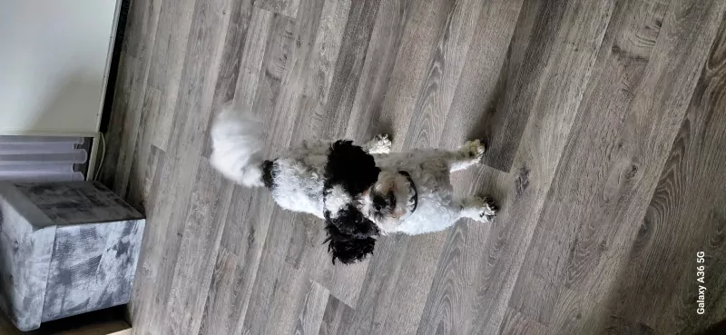 Maltipoo reu - afbeelding 2